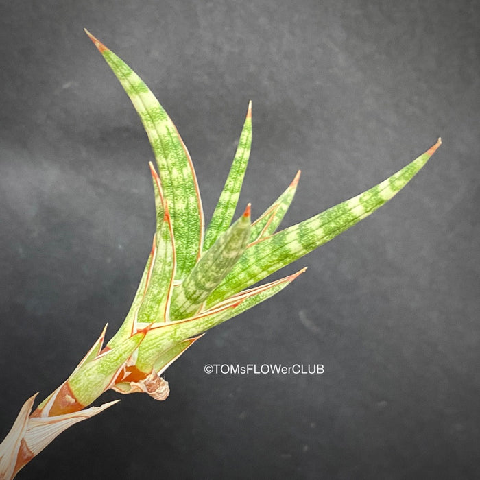 Sansevieria Ballyi, organically grown succulent plants for sale at TOMs FLOWer CLUB. 