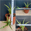 Sansevieria Ballyi, organically grown succulent plants for sale at TOMs FLOWer CLUB.