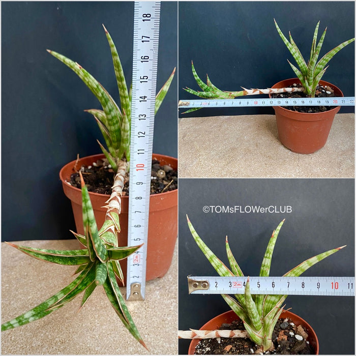 Sansevieria Ballyi, organically grown succulent plants for sale at TOMs FLOWer CLUB.