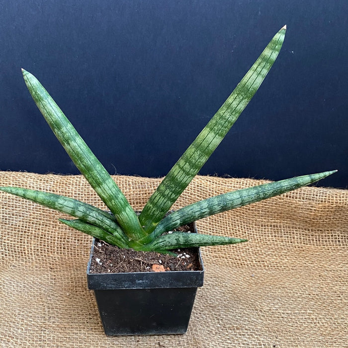 Sansevieria Cylindrica Patula Boncel, organically grown succulent plants for sale at TOMs FLOWer CLUB.