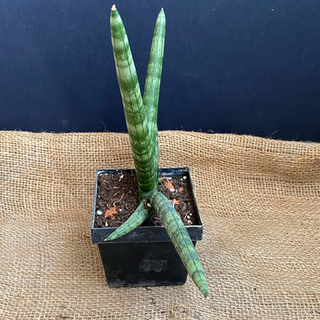 Sansevieria Cylindrica Patula Boncel, organically grown succulent plants for sale at TOMs FLOWer CLUB.