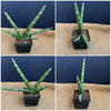 Sansevieria Cylindrica Patula Boncel, organically grown succulent plants for sale at TOMs FLOWer CLUB.