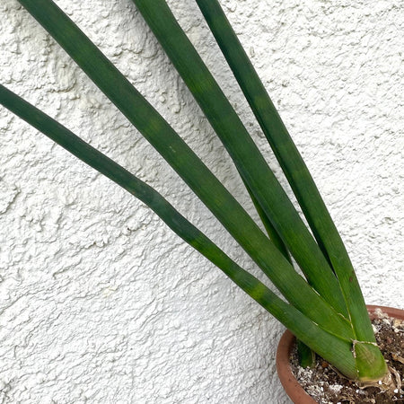 Sansevieria cylindrica, organically grown succulent plants for sale at TOMs FLOWer CLUB.