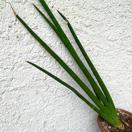 Sansevieria cylindrica, organically grown succulent plants for sale at TOMs FLOWer CLUB.