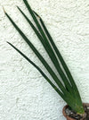 Sansevieria Cylindrica, organically grown succulent plants for sale at TOMs FLOWer CLUB. 