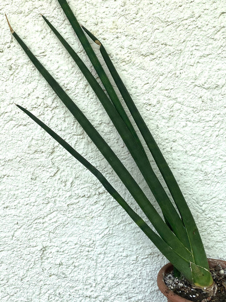 Sansevieria Cylindrica, organically grown succulent plants for sale at TOMs FLOWer CLUB. 