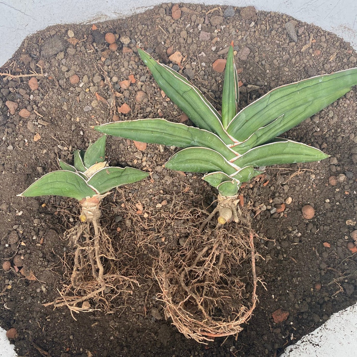 Sansevieria Ehrenbergii Samurai Dwarf, organically grown succulent snake plants for sale at TOMs FLOWer CLUB.