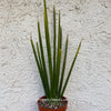 Sansevieria Erythraeae, organically grown succulent plants for sale at TOMs FLOWer CLUB.