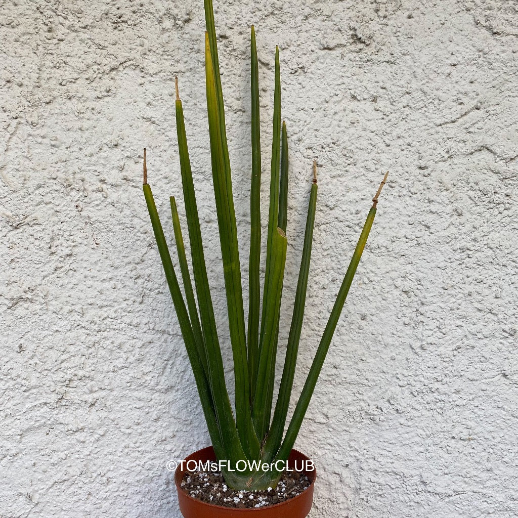 Sansevieria Erythraeae | organically grown succulent plants | TOMs FLOWer  CLUB tomsflowerclub.ch