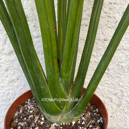 Sansevieria Erythraeae, organically grown succulent plants for sale at TOMs FLOWer CLUB.