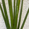 Sansevieria Erythraeae, organically grown succulent plants for sale at TOMs FLOWer CLUB.