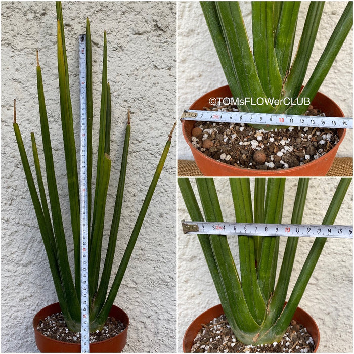sansevieria schweinfurthii Sansevieria Erythraeae