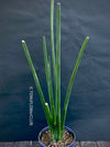 Sansevieria Erythraeae, organically grown succulent plants for sale at TOMs FLOWer CLUB. 