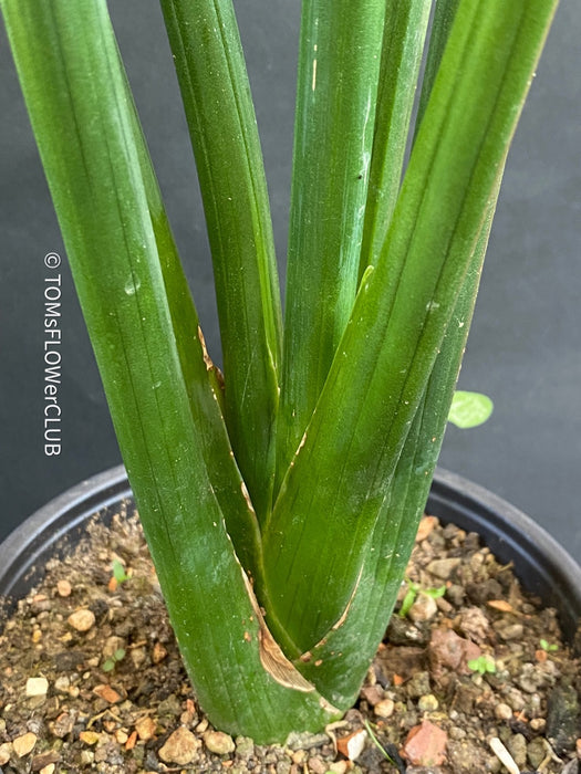 Sansevieria Erythraeae, organically grown succulent plants for sale at TOMs FLOWer CLUB.