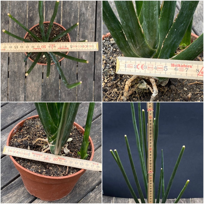 Sansevieria Erythraeae, organically grown succulent plants for sale at TOMs FLOWer CLUB.