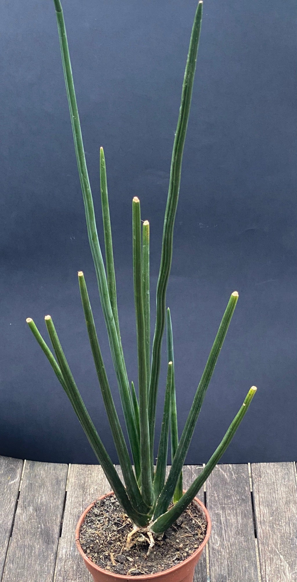 Sansevieria Erythraeae