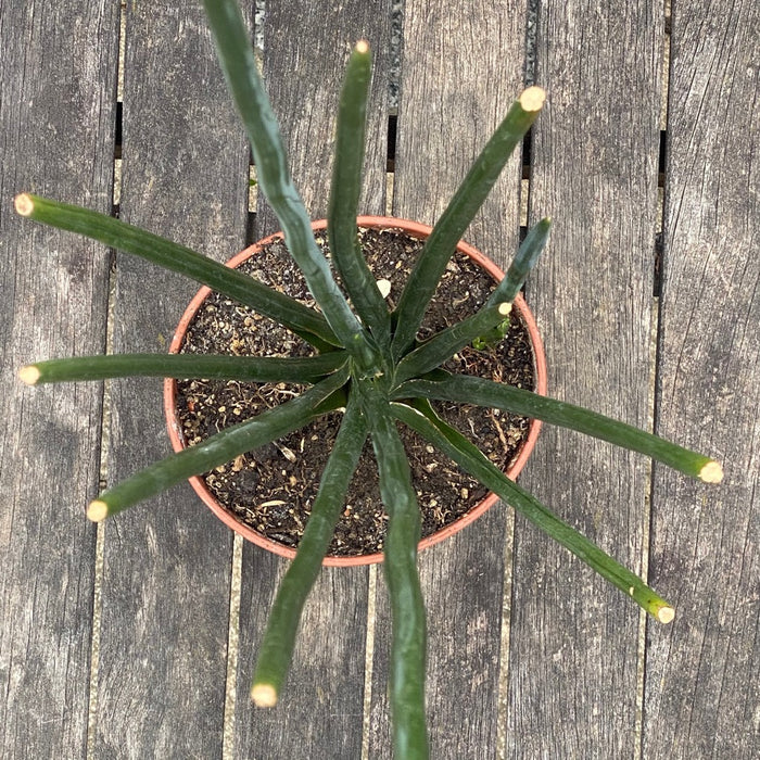 Sansevieria Erythraeae, organically grown succulent plants for sale at TOMs FLOWer CLUB.