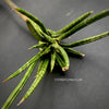 Sansevieria francisii, plant cutting, organically grown succulent plants for sale at TOMs FLOWer CLUB.