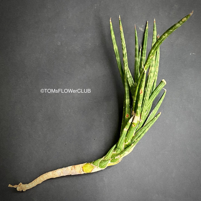 Sansevieria francisii, plant cutting, organically grown succulent plants for sale at TOMs FLOWer CLUB.