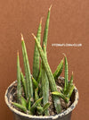 Sansevieria francisii, organically grown succulent plants for sale at TOMs FLOWer CLUB.