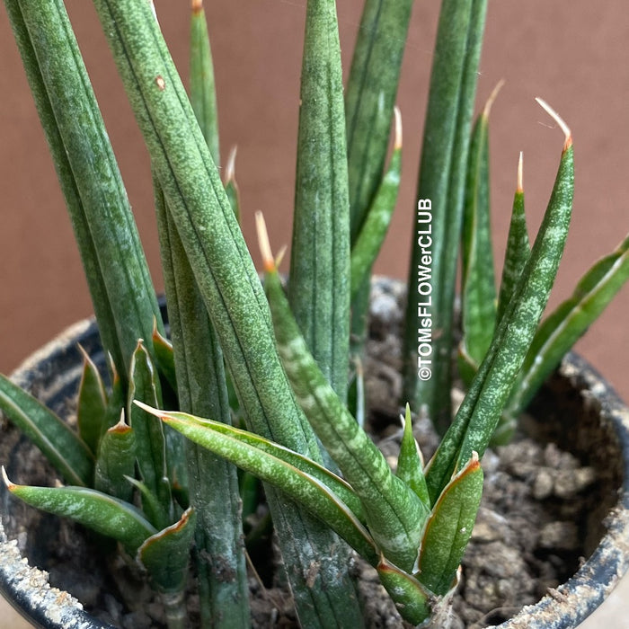 Sansevieria francisii, organically grown succulent plants for sale at TOMs FLOWer CLUB.