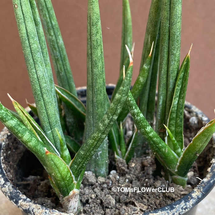 Sansevieria francisii, organically grown succulent plants for sale at TOMs FLOWer CLUB.