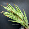 Sansevieria francisii, organically grown succulent plants for sale at TOMs FLOWer CLUB.