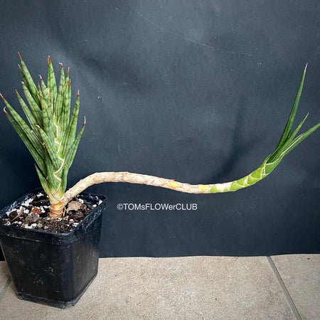 Sansevieria francisii, organically grown succulent plants for sale at TOMs FLOWer CLUB.