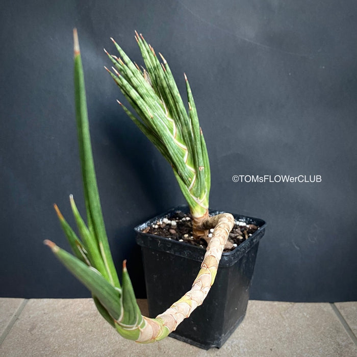 Sansevieria francisii, organically grown succulent plants for sale at TOMs FLOWer CLUB.