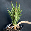 Sansevieria francisii, organically grown succulent plants for sale at TOMs FLOWer CLUB. 