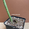 Sansevieria Hallii Lundi Bat, organically grown succulent plants for sale at TOMs FLOWer CLUB.