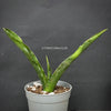 Sansevieria Katana, organically grown succulent plants for sale at TOMs FLOWer CLUB.