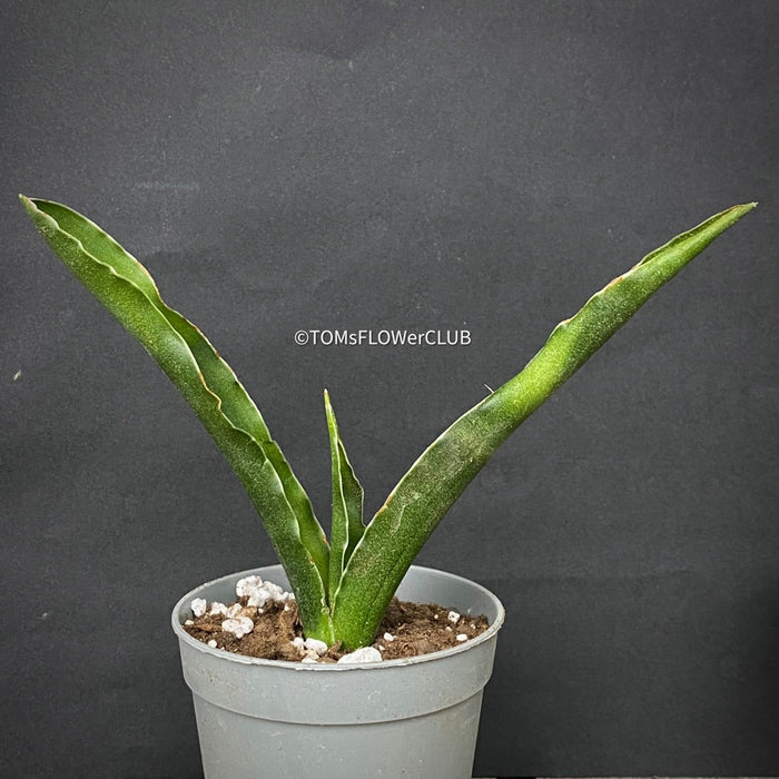 sansevieria nilotica Sansevieria Katana