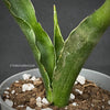 Sansevieria Katana, organically grown succulent plants for sale at TOMs FLOWer CLUB.