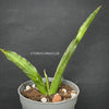 Sansevieria Katana, organically grown succulent plants for sale at TOMs FLOWer CLUB.