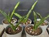 Sansevieria Katana, organically grown succulent plants for sale at TOMs FLOWer CLUB.