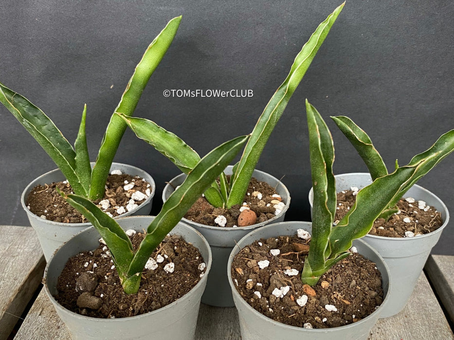 Sansevieria Katana, organically grown succulent plants for sale at TOMs FLOWer CLUB.