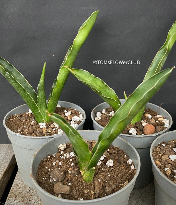 Sansevieria Katana, organically grown succulent plants for sale at TOMs FLOWer CLUB.