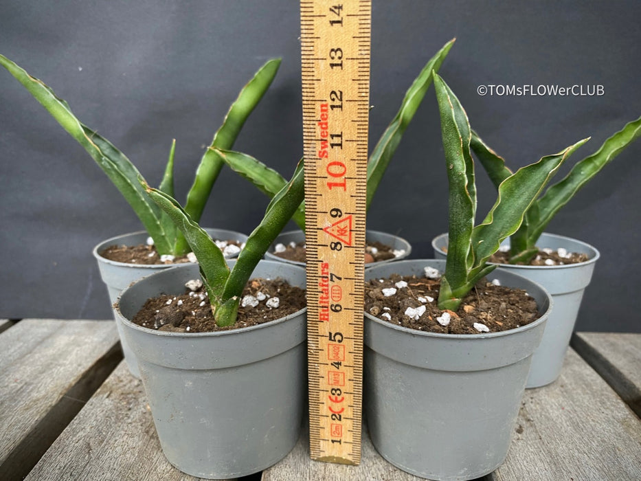 Sansevieria Katana, organically grown succulent plants for sale at TOMs FLOWer CLUB.