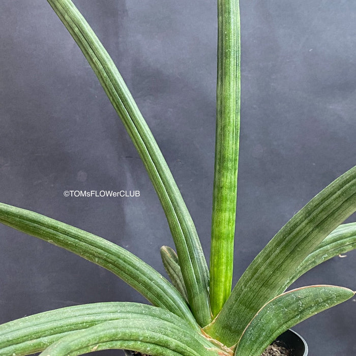 Sansevieria Patens, organically grown succulent plants for sale at TOMs FLOWer CLUB.