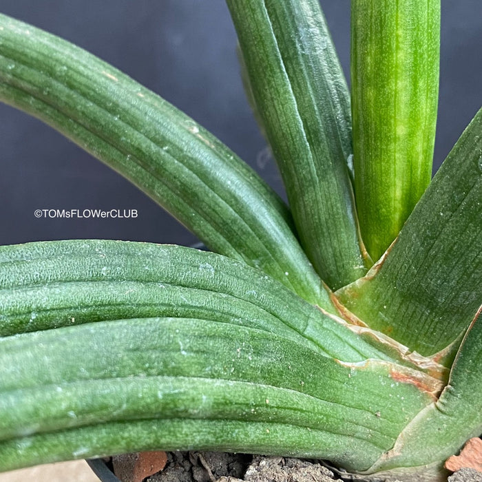 Sansevieria Patens, organically grown succulent plants for sale at TOMs FLOWer CLUB.