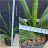 Sansevieria Patens, organically grown succulent plants for sale at TOMs FLOWer CLUB.