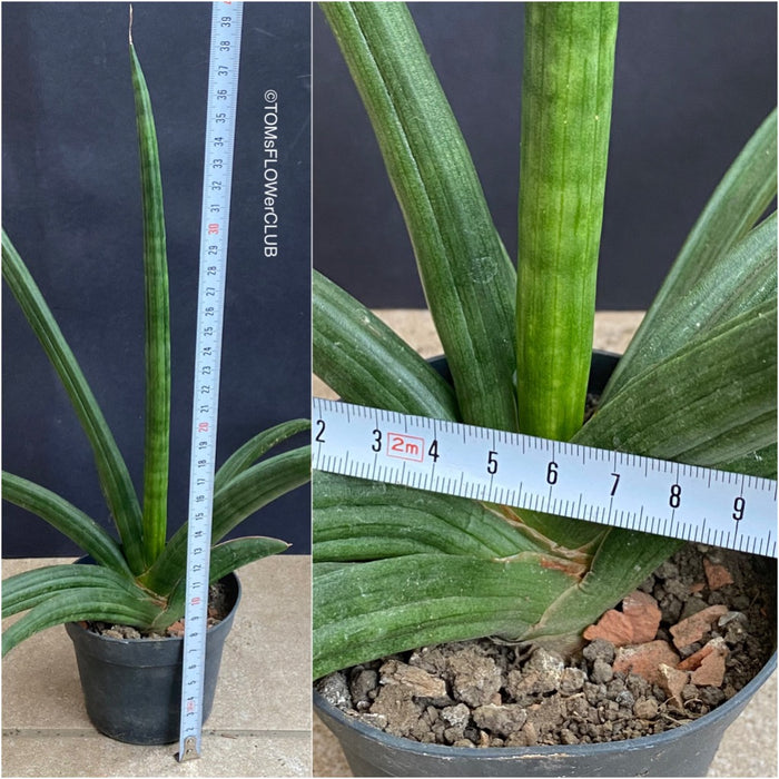 patens snake plant Sansevieria Patens | organically grown succulent plants