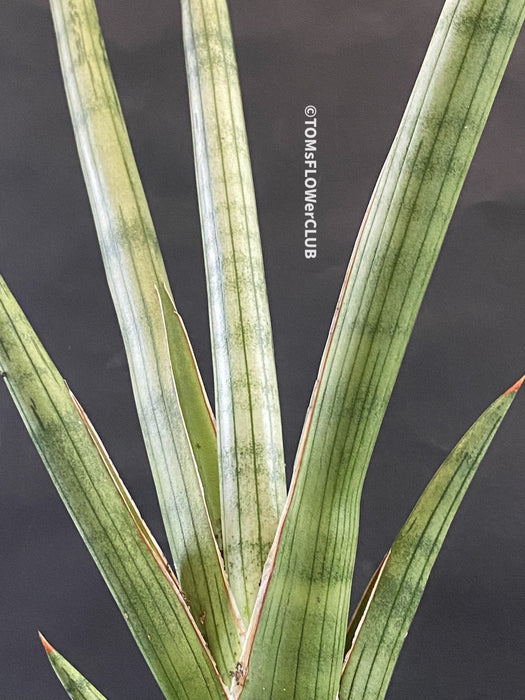 sansevieria frosty spears Sansevieria Suffruticosa Frosty Spears | organically grown succulent plants