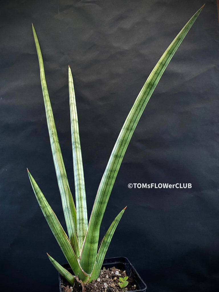 TRUBUS sansevieria 200種のサンスベリア Sansevieria Suffruticosa Frosty Spears | organically grown