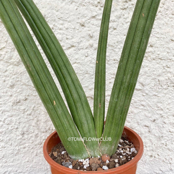 Sansevieria Suffruticosa, organically grown succulent plants for sale at TOMs FLOWer CLUB.