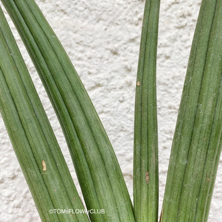 Sansevieria Suffruticosa, organically grown succulent plants for sale at TOMs FLOWer CLUB.