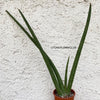 Sansevieria Suffruticosa, organically grown succulent plants for sale at TOMs FLOWer CLUB.