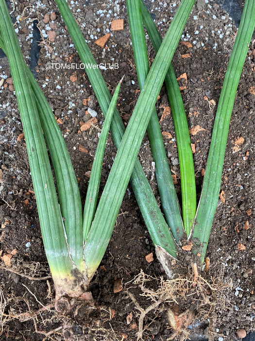 Re-potting of Sansevieria Suffruticosa, organically grown succulent plants for sale at TOMs FLOWer CLUB.