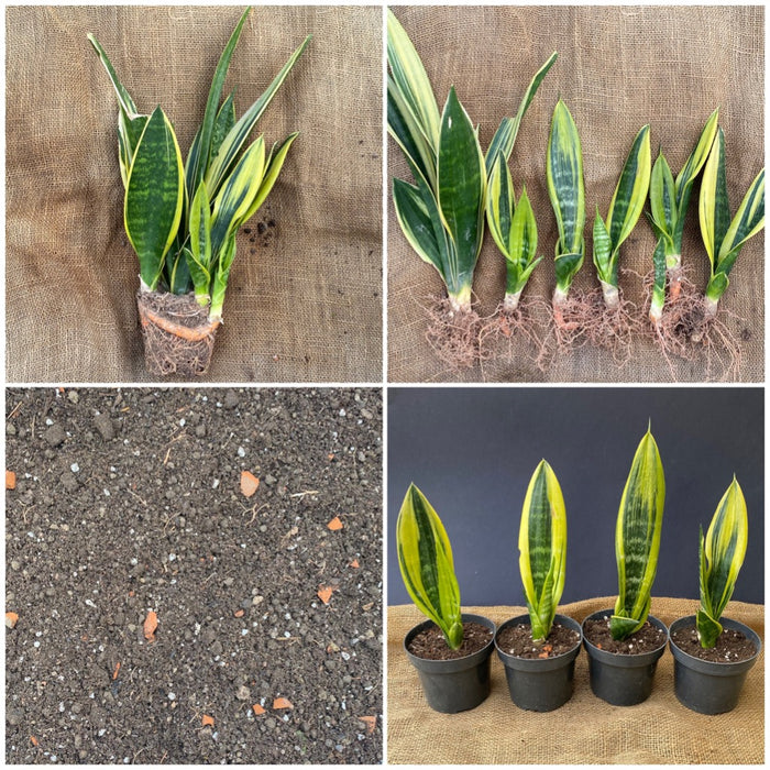 Sansevieria Trifasciata Golden Flame, snake plant, Schwiegermutterzunge, variegata, variegated plants, organically grown succulent plants for sale at TOMs FLOWer CLUB.